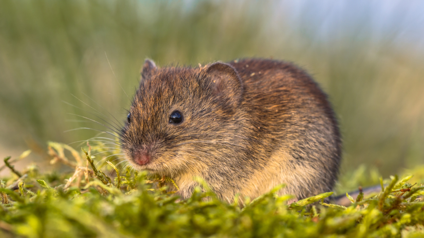 Skogssorken förekommer i stora delar av Sverige. Foto: Shutterstock